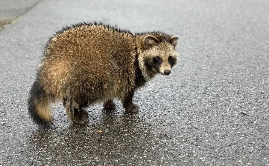 タヌキ対策